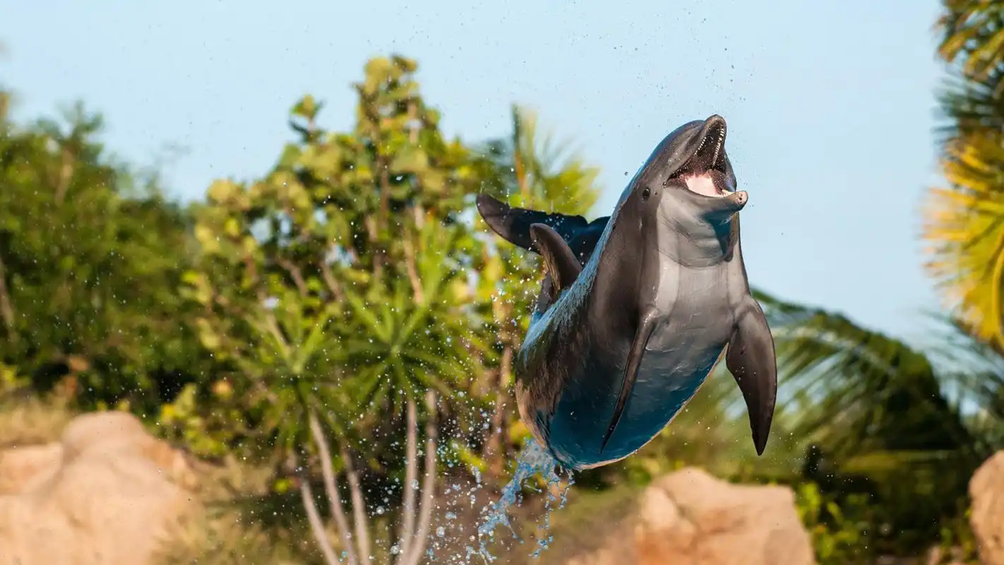 海豚微笑图片大全高清电脑壁纸