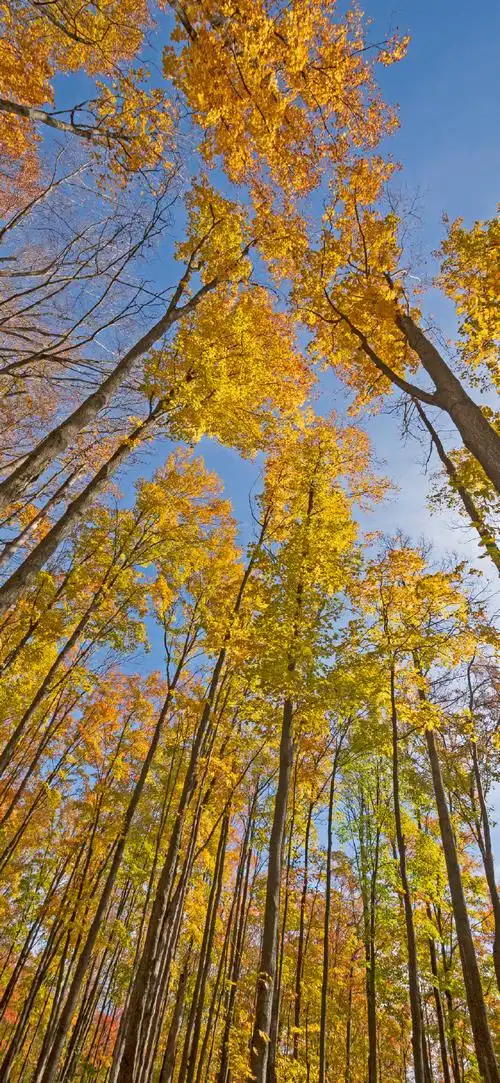 "自然风景"手机高清壁纸·原图上传,记得查看原图再保存.