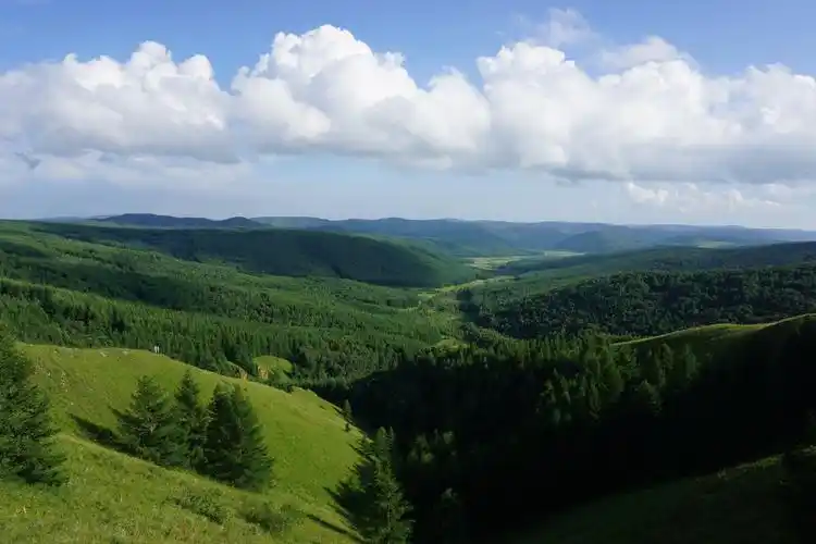 走进内蒙古(之三) 这里展示的是塞罕坝草原,属于高山草原类型.