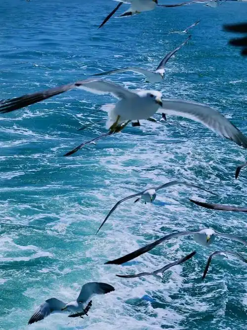 来威海不来荣成,等于白来#一起看海 #带你去看海鸥和大海 # - 抖音