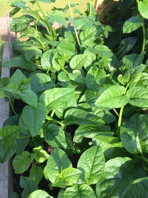 学种菜———扦插木耳菜