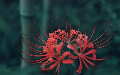 彼岸花图片大全高清图片(彼岸花图片大全高清图片黑色背景)