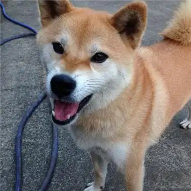 微信头像图片2021最新款柴犬 微信头像图片大全 -【爱个性】