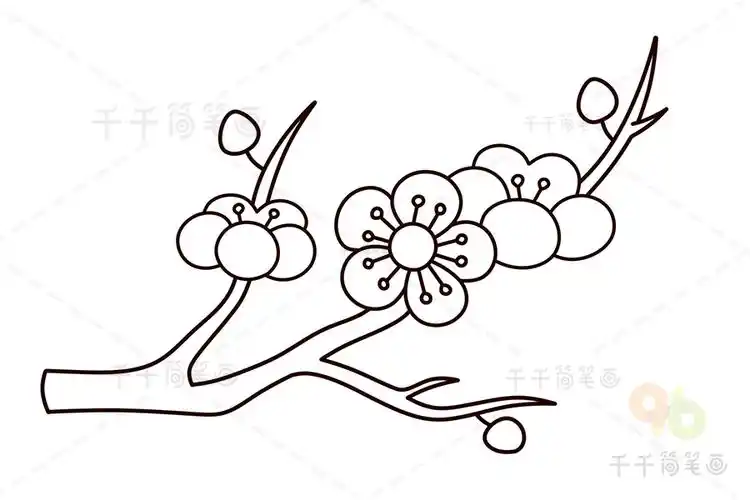 含苞待放的梅花简笔画教程_梅花简笔画