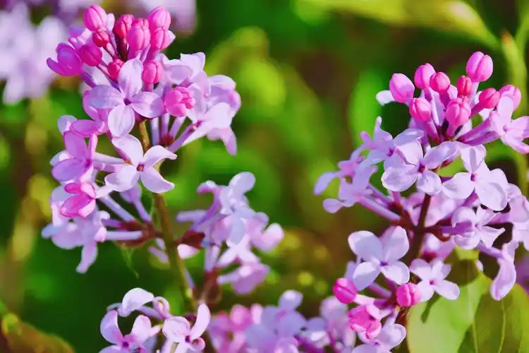 浪漫的丁香花,原创拍摄