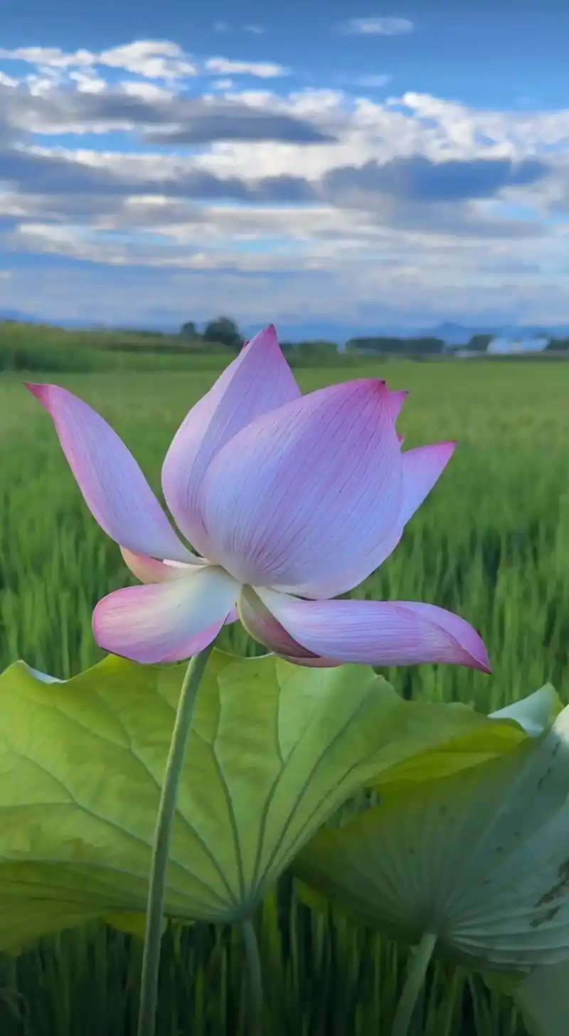 海的这边.清雅/夏日清凉意/赏荷 #唯美意境  #夏日荷花 - 抖音
