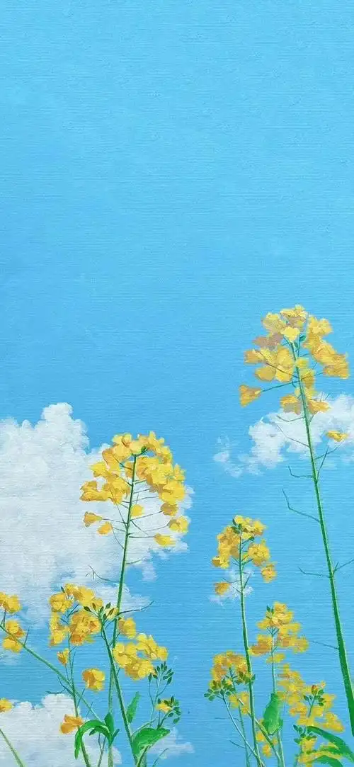 壁纸高级感ins手机壁纸