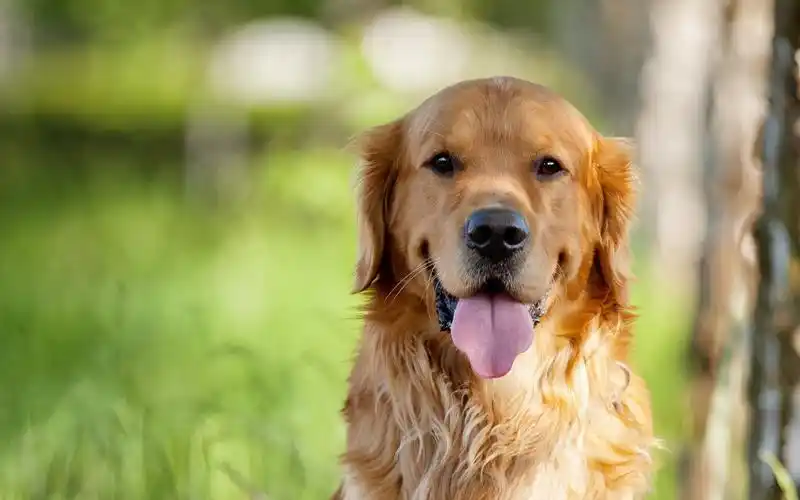 分享这组尺寸为1920×1200的可爱汪星人小狗呆萌图片桌面壁纸给美桌网