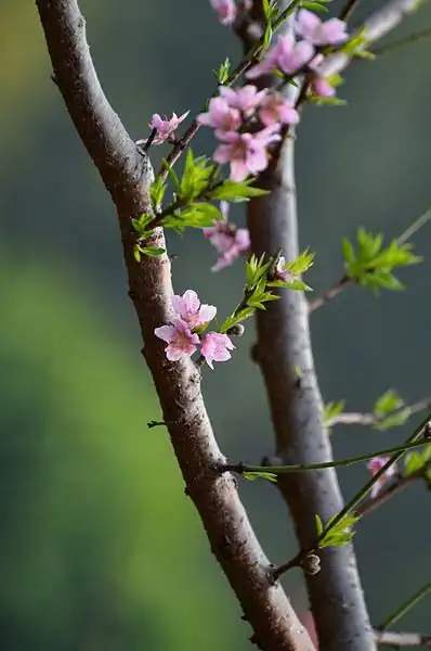 桃花嫣然出篱笑, 似开未开最有情.