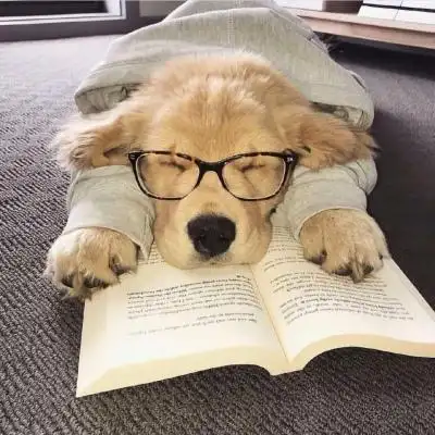 可爱狗狗头像换上睡衣