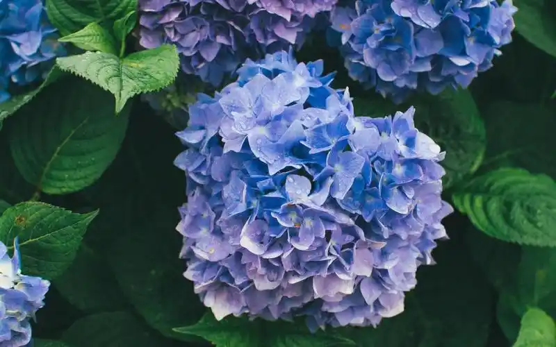 清新养眼的绣球花,高清壁纸图片,鲜花背景-回车桌面