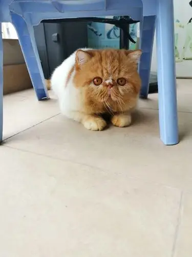 加菲猫异国短毛猫