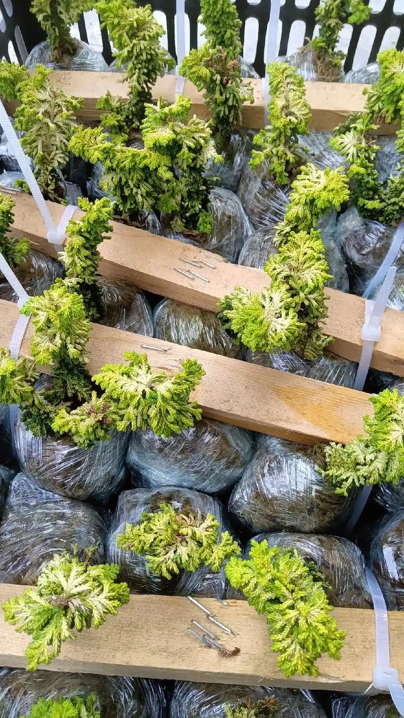 黄金石化桧 日本金芽石化桧 俗称油画石化桧,货源充足 有意 - 兑趑