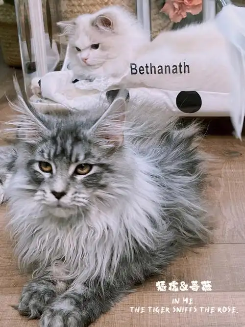 猛虎蔷薇天生一对