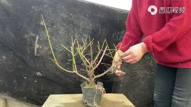 红梅还可以这样修剪吗修剪完了朋友们看看给点意见