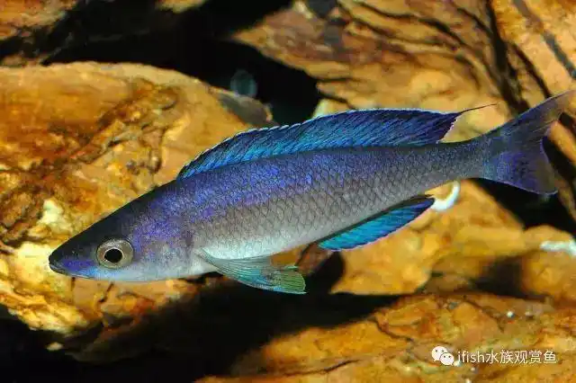 三湖慈鲷的食性与投喂管理专家讲堂