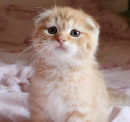 苏格兰折耳猫价格是多少如何饲养苏格兰折耳猫