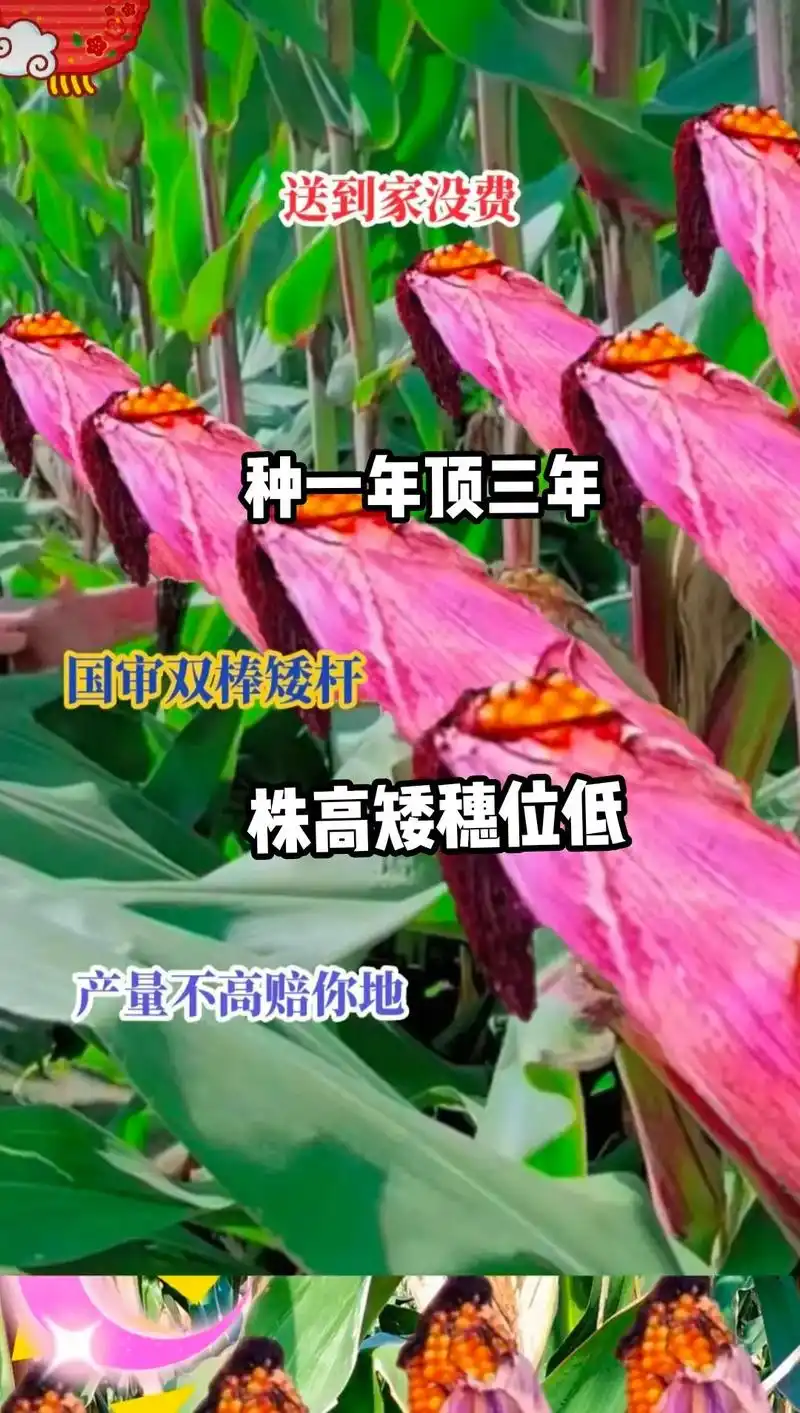 最新国审高产玉米种子 #紫根紫杆高产大棒 #抗倒先锋抗旱之 - 抖音