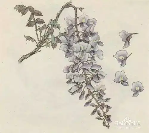 紫藤花的写意,没骨,工笔,白描画法,这下全了! - 265学校教育网