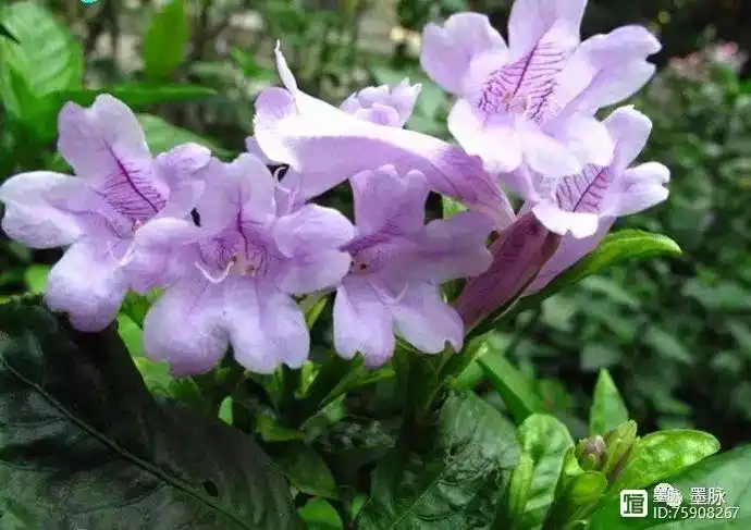 喝过板蓝根看过板蓝花吗