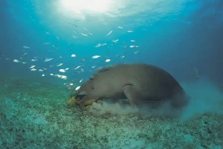 请欣赏海牛——真正美人鱼(世界稀有)