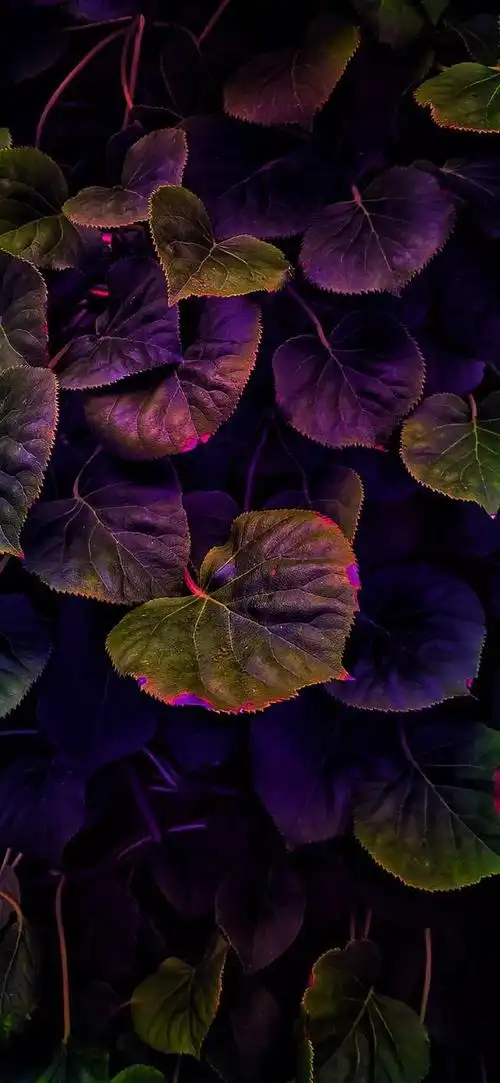 壁纸植物花卉治愈养眼小清新唯美赏心悦目