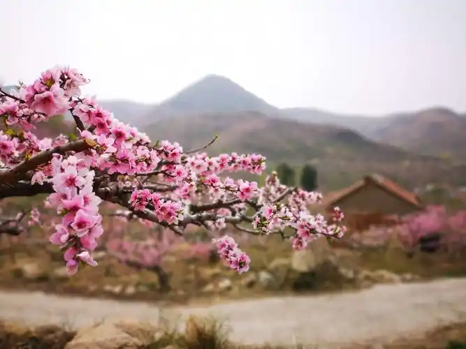 山清水秀桃花红