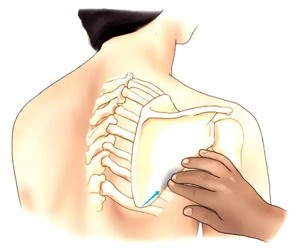 9肩胛骨外侧缘的触诊手指沿内侧缘向下移动,可以触摸到下角.