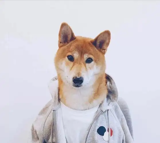 第二期狗狗头像来啦喜欢的关注一下谢谢