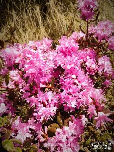 禄劝马鹿杜鹃开