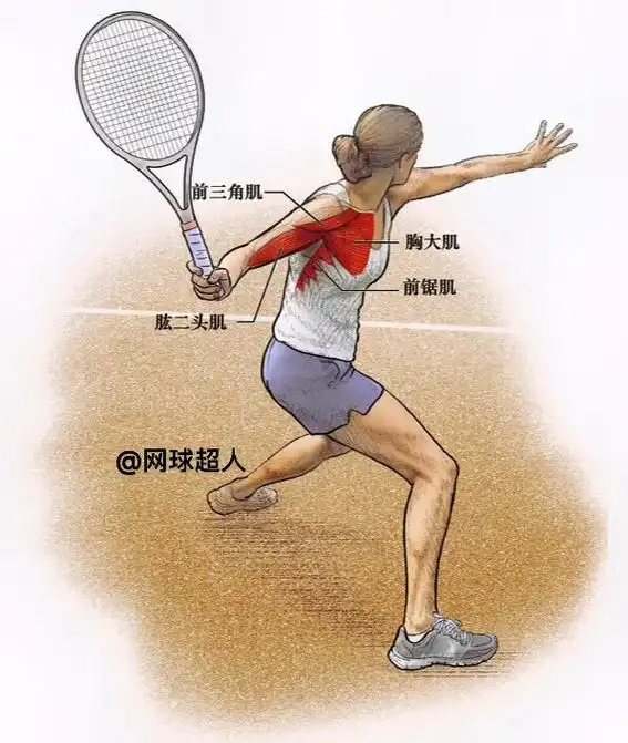 网球正手击球,正手动作及发力的肌肉.