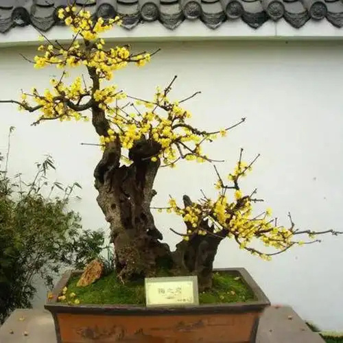 关于梅花我国主要盆景流派的制作手法和特点浅析