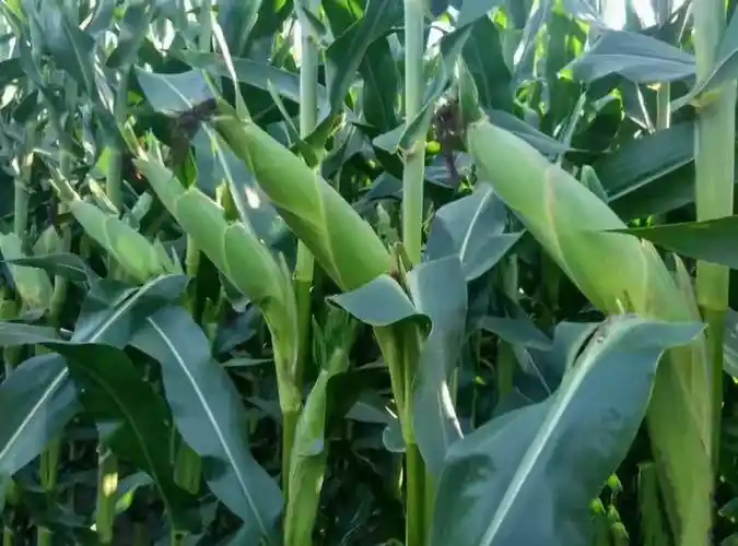 矮杆抗倒,抗病抗逆,大穗高产,玉米新品种"泰棒111"太棒了_地区_春播