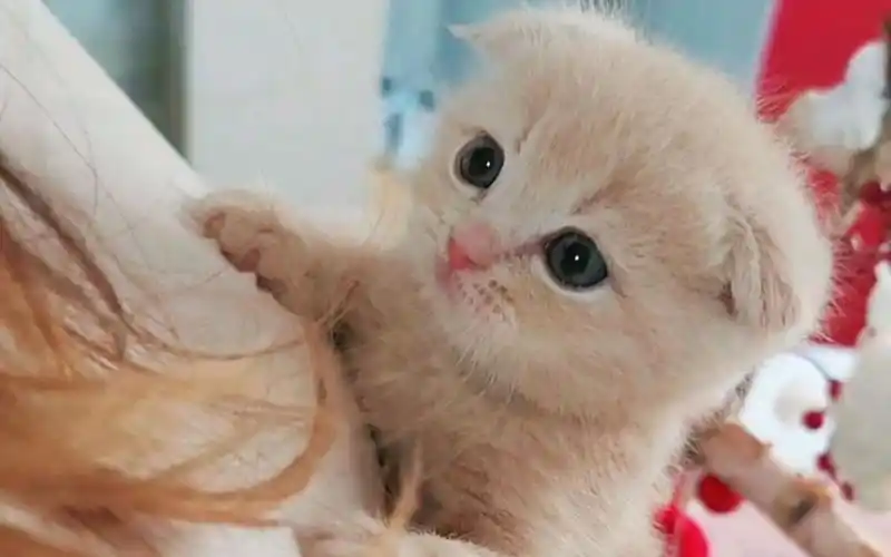 超萌小奶猫,在主人怀里乖乖的,太可爱了