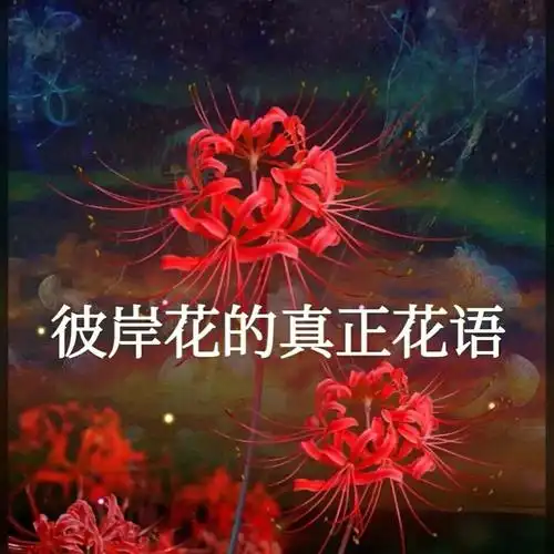 彼岸花的真正花语