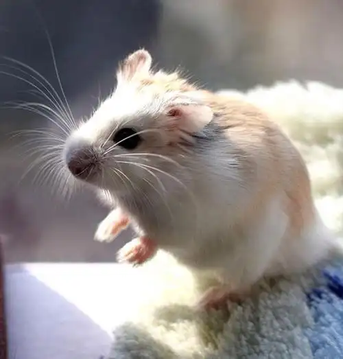 【仓鼠图片】可爱仓鼠的高清写真图片(2)