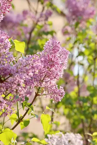 今年我们院里的丁香花开的特别茂盛每栋楼前都盛开着丁香花回院的人们