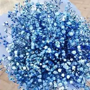 蓝色满天星头像