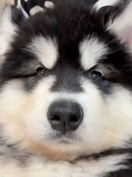 可可爱爱阿拉斯加