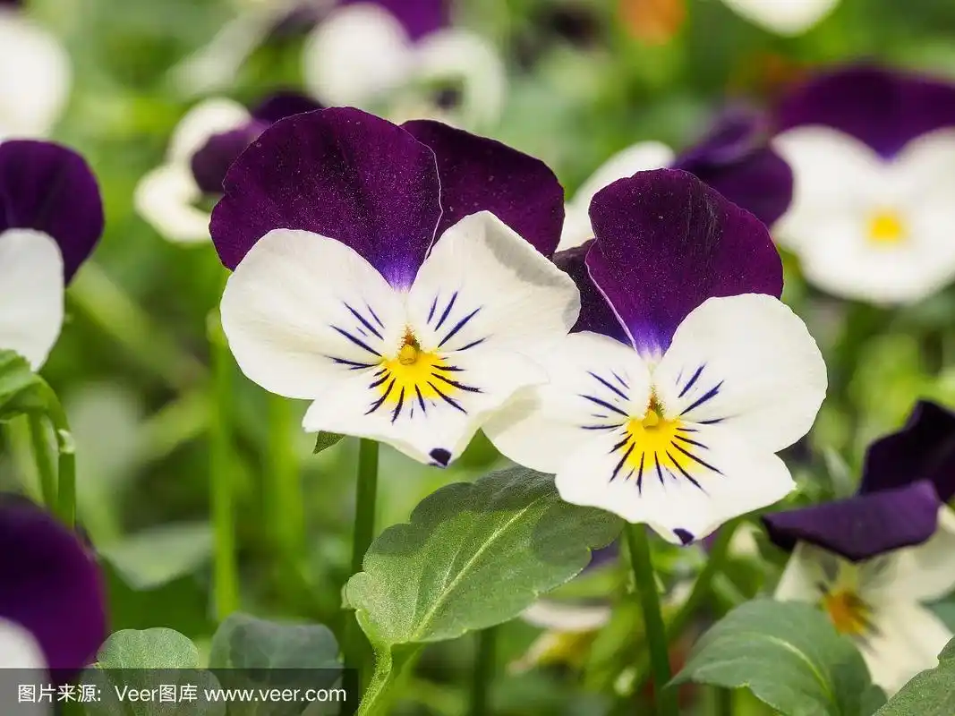 野三色紫罗兰(viola tricolor),又名心旷神怡,心旷神怡