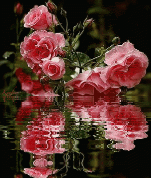 300_354gif 动态图 动图