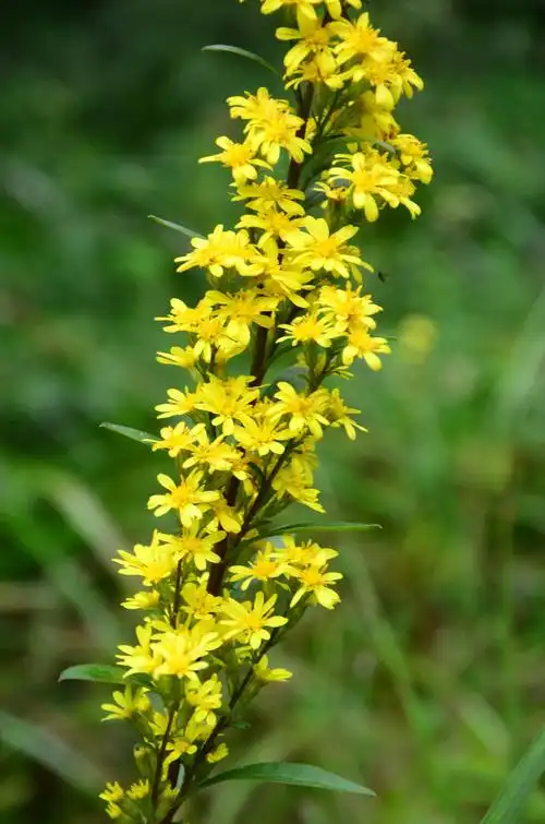 小溪植物一枝黄花2