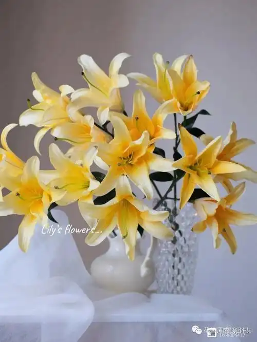 14 | 晚霞百合,落日爱好者必打卡百合!