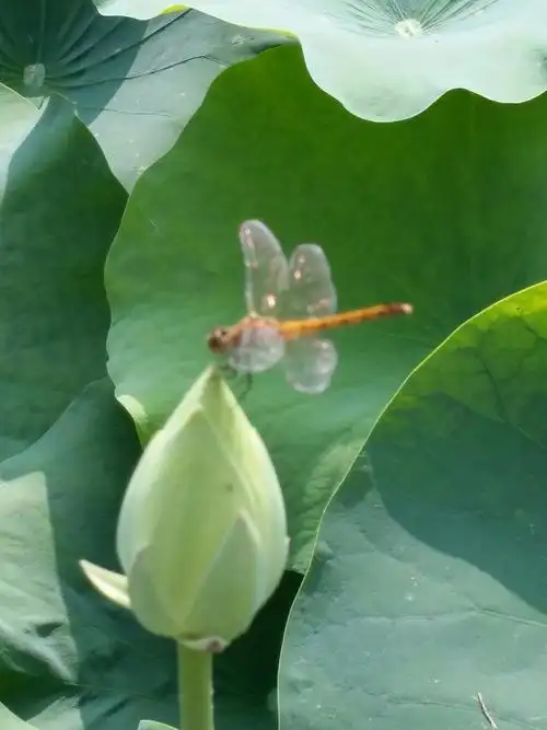 蜻蜓戏荷花