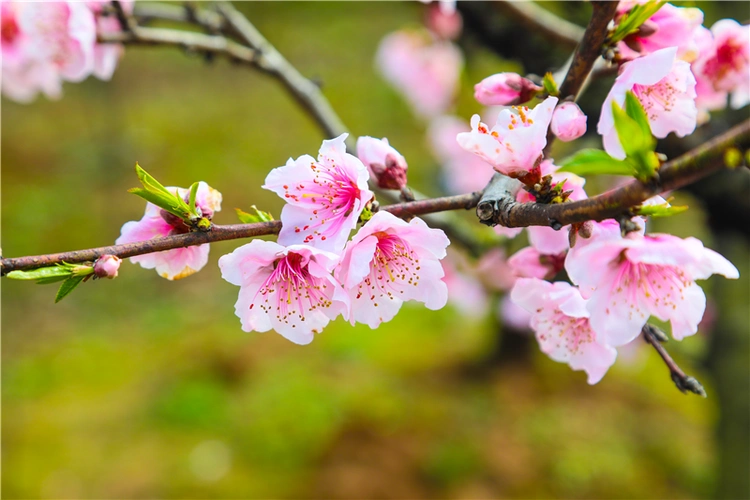 与春天撞个满怀打卡最美春景信阳光山共赴春风之约尽赏万亩桃花