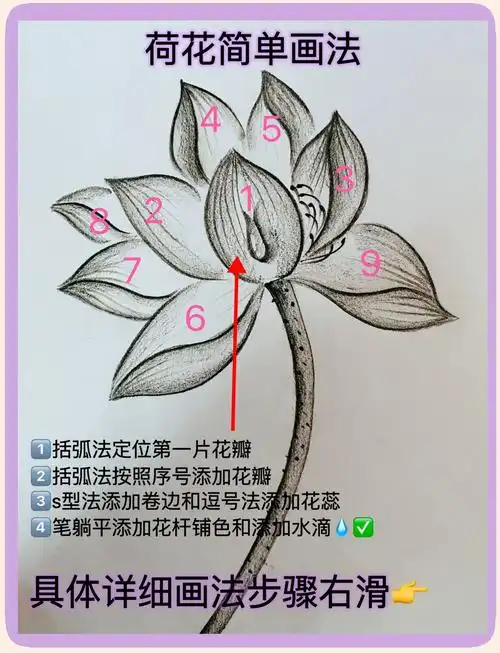 零基础也能画的荷花简笔画步骤详解