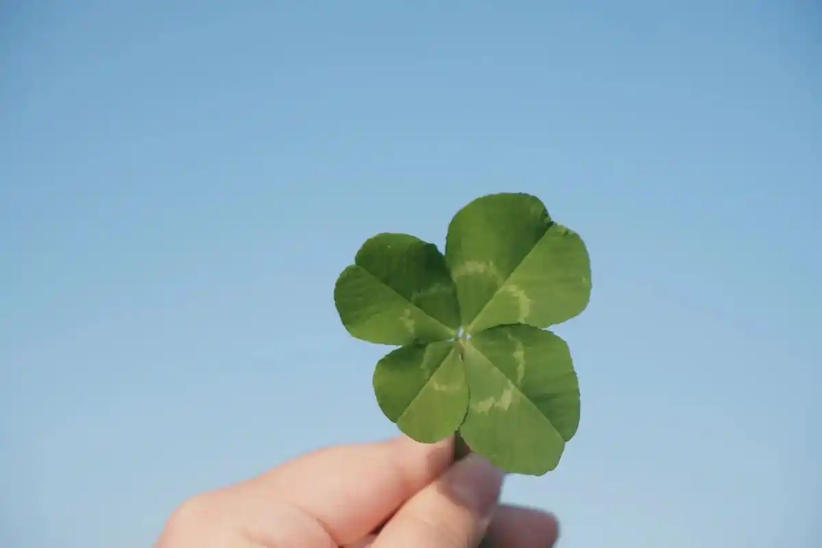 四叶草92代表幸运,愿好运常在.#治愈系风景 #照片里的时光 - 抖音