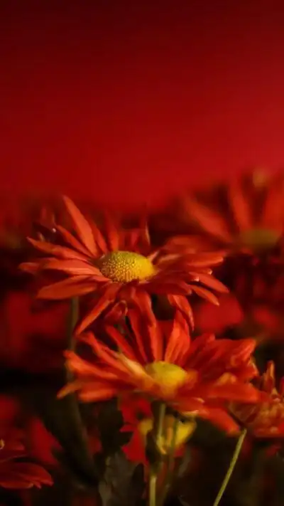 红色系壁纸
