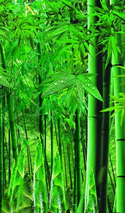 翠竹竹笋绿色背景psd素材