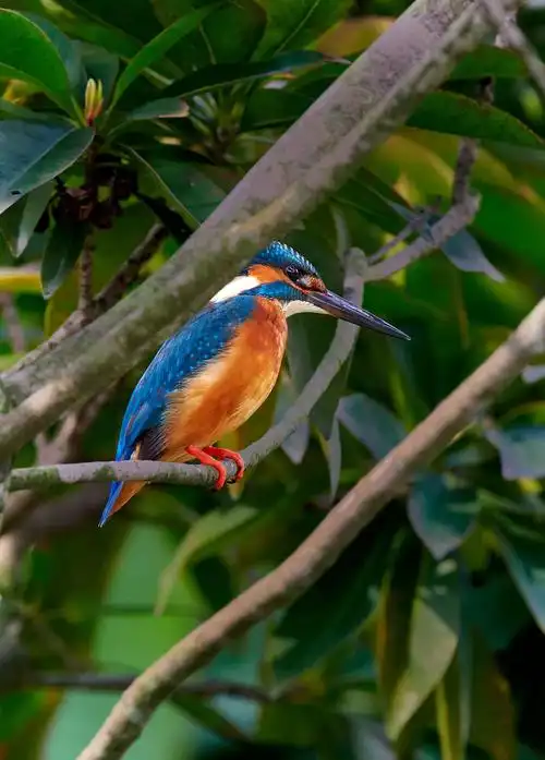 捕食小鱼的翠鸟